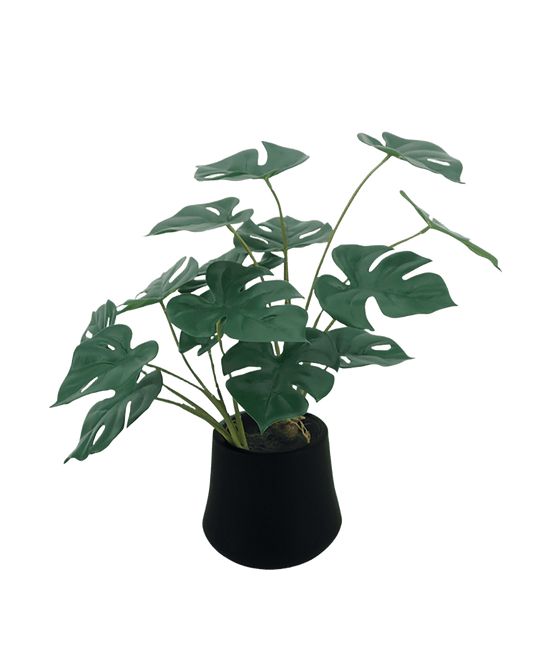 MACETA MONSTERA
