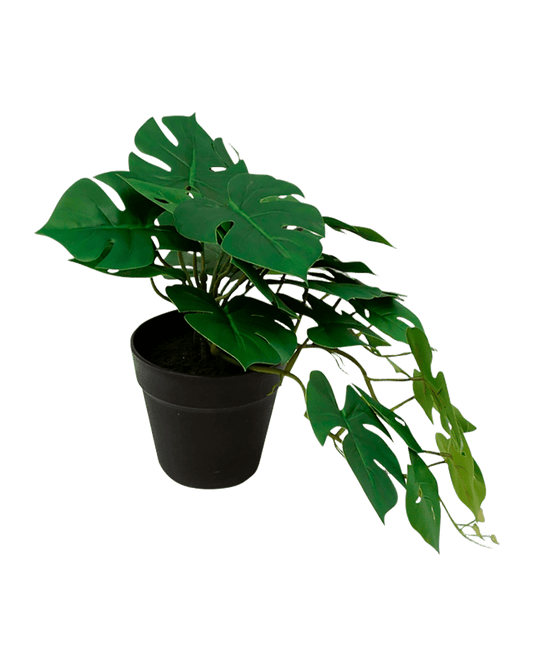 MACETA MONSTERA CHICA