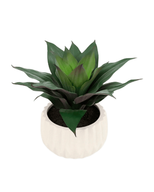 PLANTA AGAVE