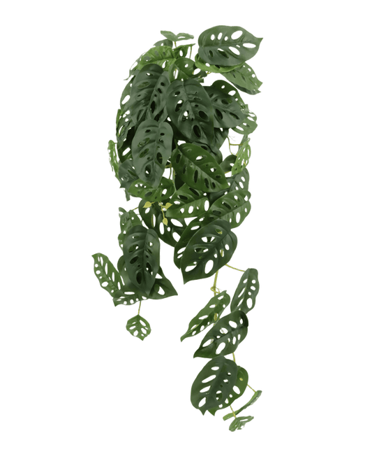 PLANTA COLGANTE MONSTERA ADANSONII