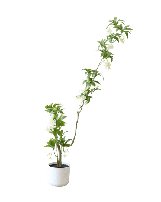 PLANTA DECORATIVA ELAE