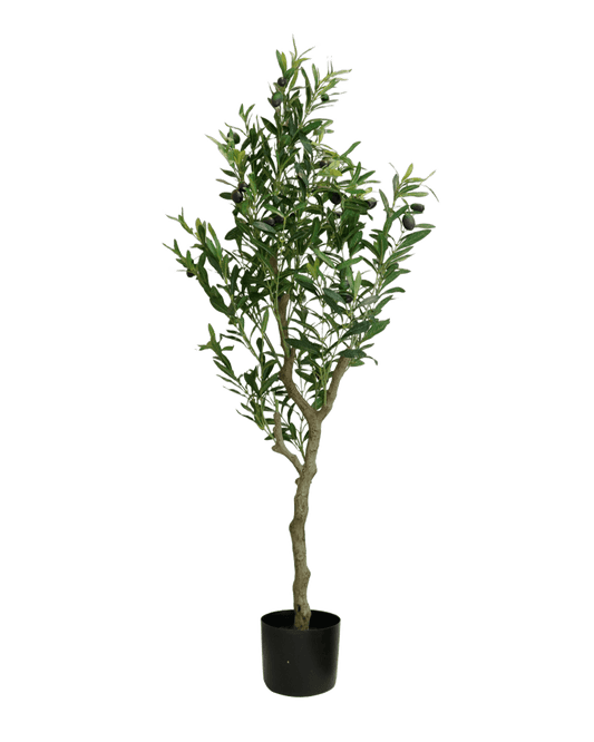 PLANTA DECORATIVA EREN