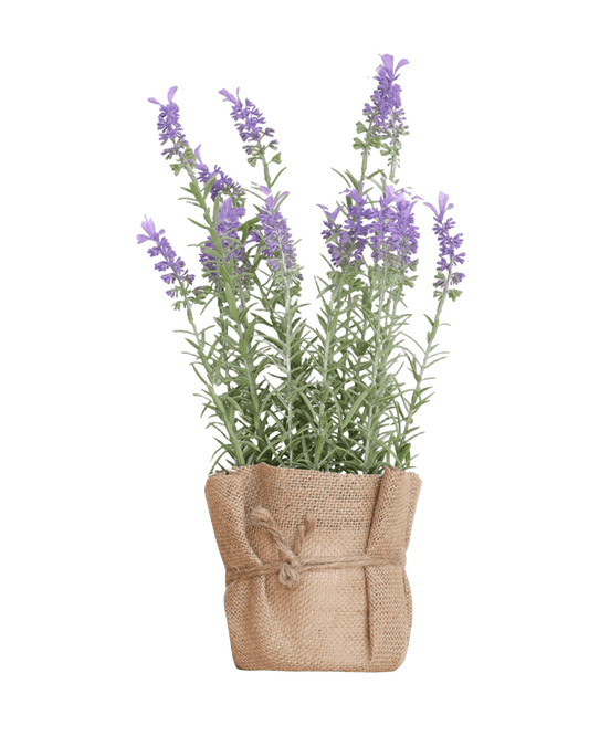 PLANTA DECORATIVA FATIH