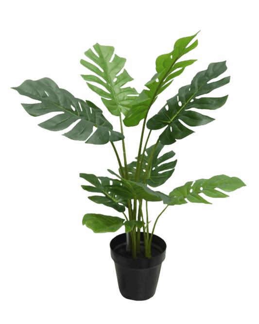 PLANTA DECORATIVA MONSTERA CHICO