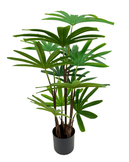 PLANTA DECORATIVA RAPHIS