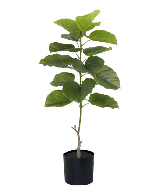 PLANTA FICUS GRANDE