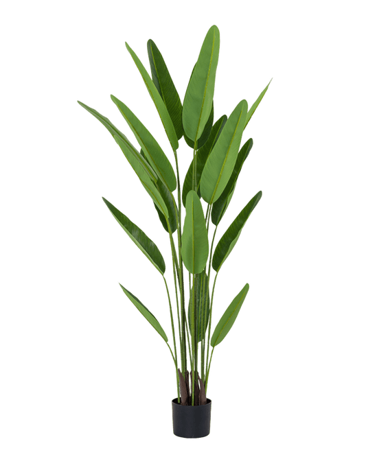 PLANTA STRELITZIA