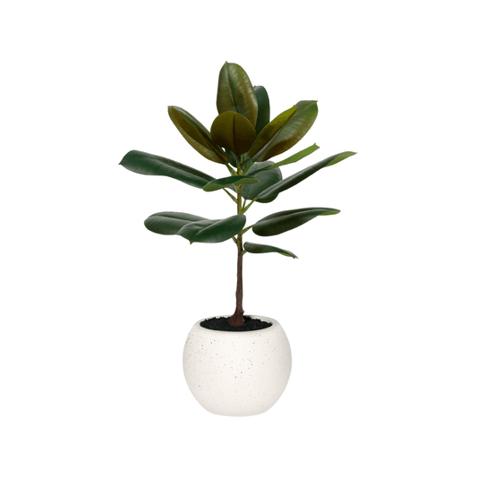 ARBOL DE CAUCHO MEDIANO CON MACETA