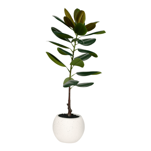 ARBOL DE CAUCHO GRANDE CON MACETA