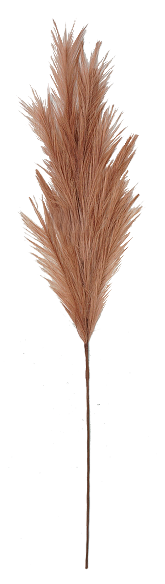 CARRIZO MARRON