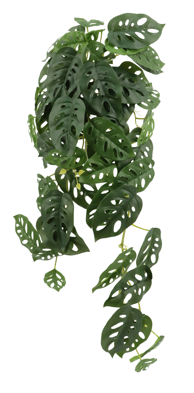 PLANTA COLGANTE MONSTERA ADANSONII