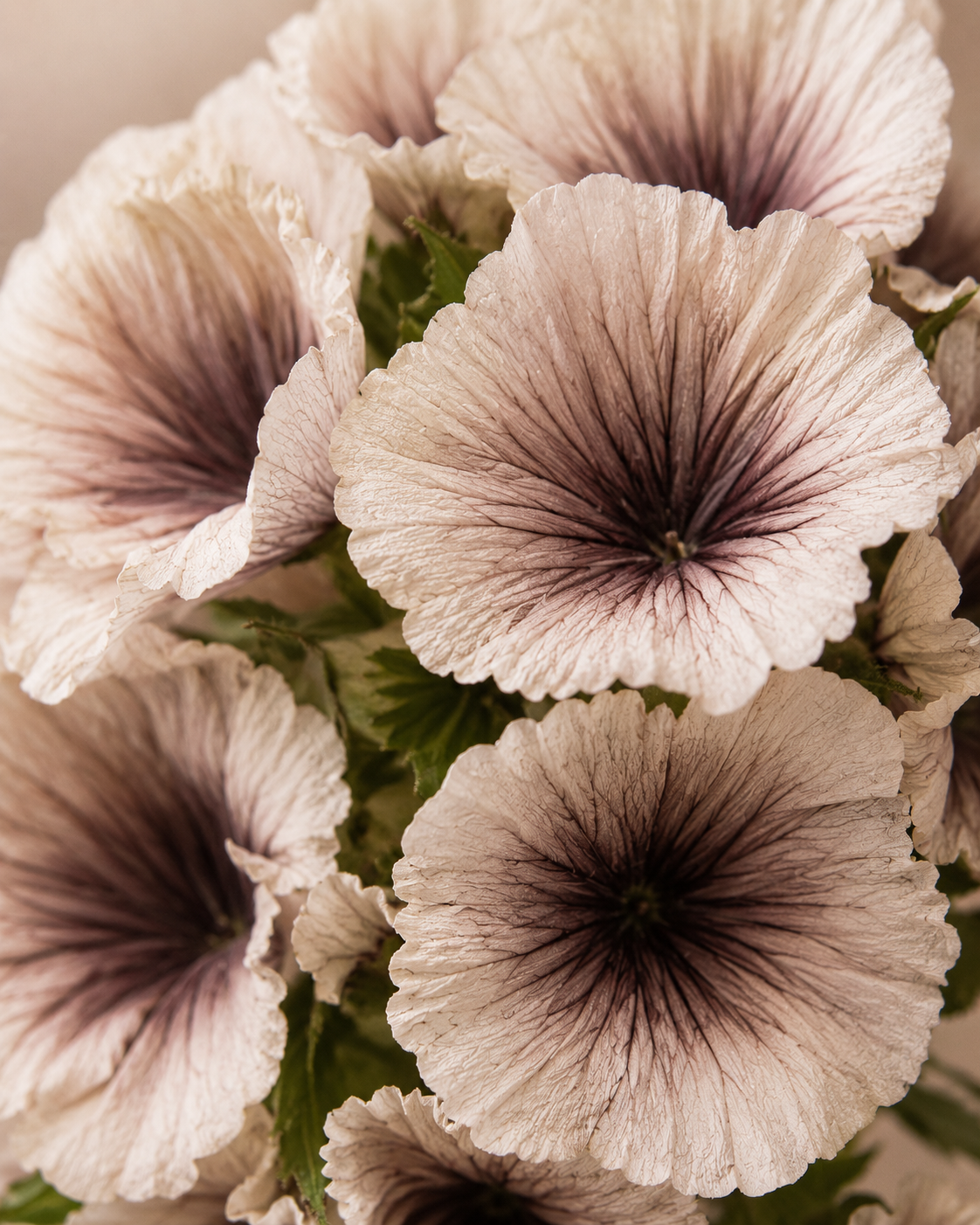 FOLLAJE FLOR SCABIOSA