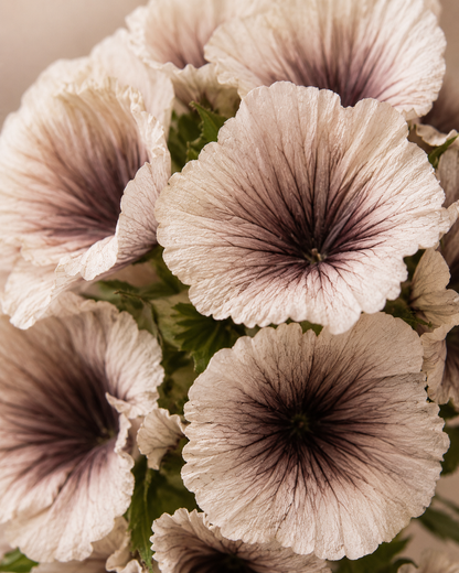 FOLLAJE FLOR SCABIOSA