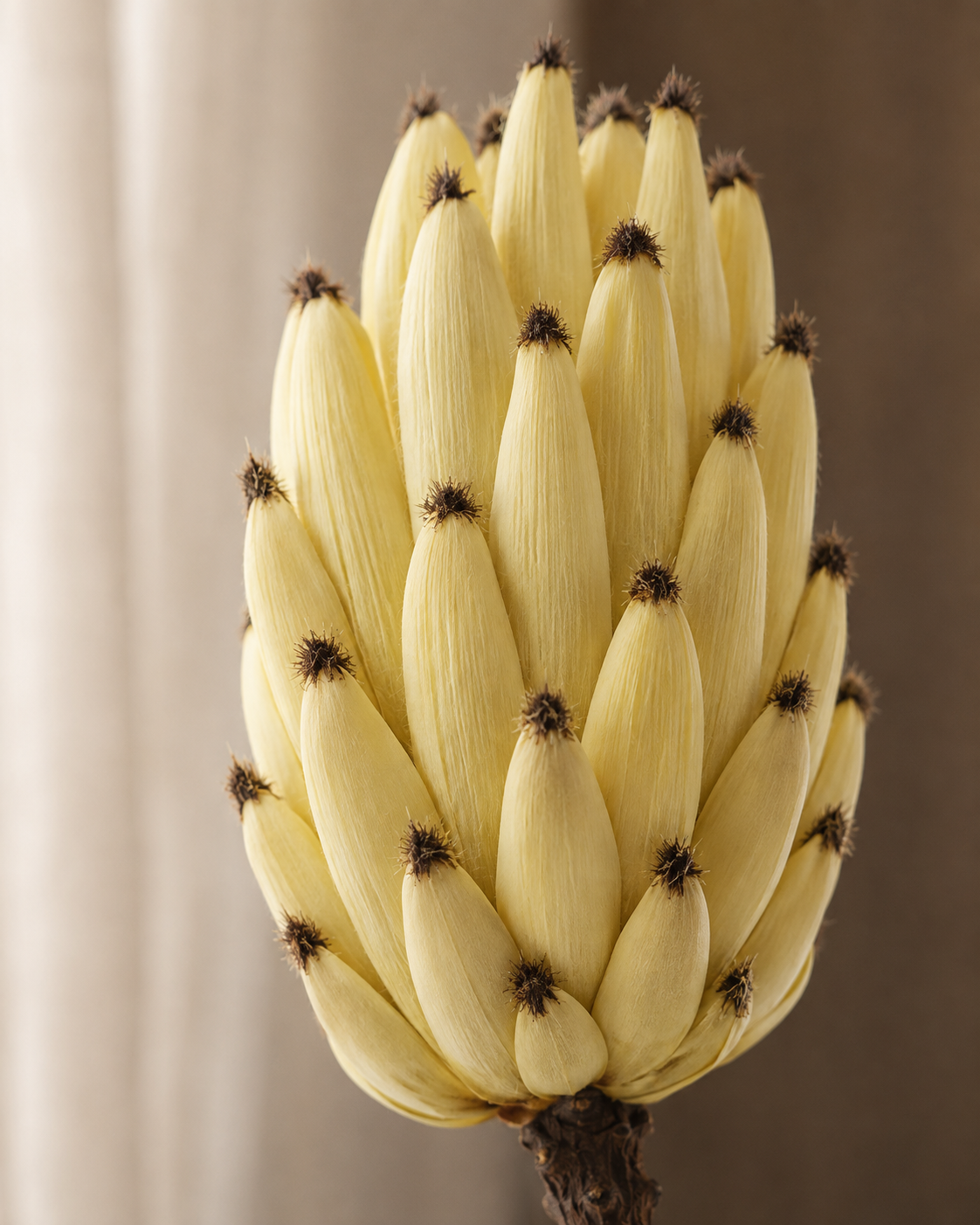 FOLLAJE FLOR PROTEA