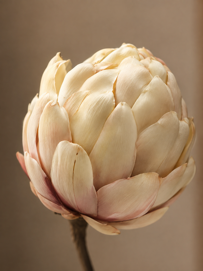 FOLLAJE FLOR DE PIÑA