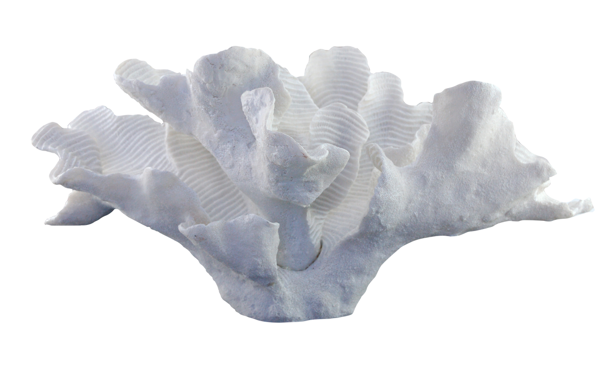 CORAL JARA