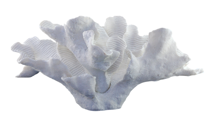 CORAL JARA