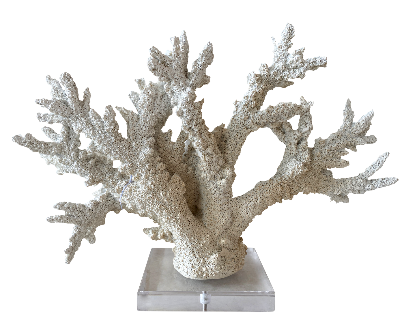 CORAL BREA