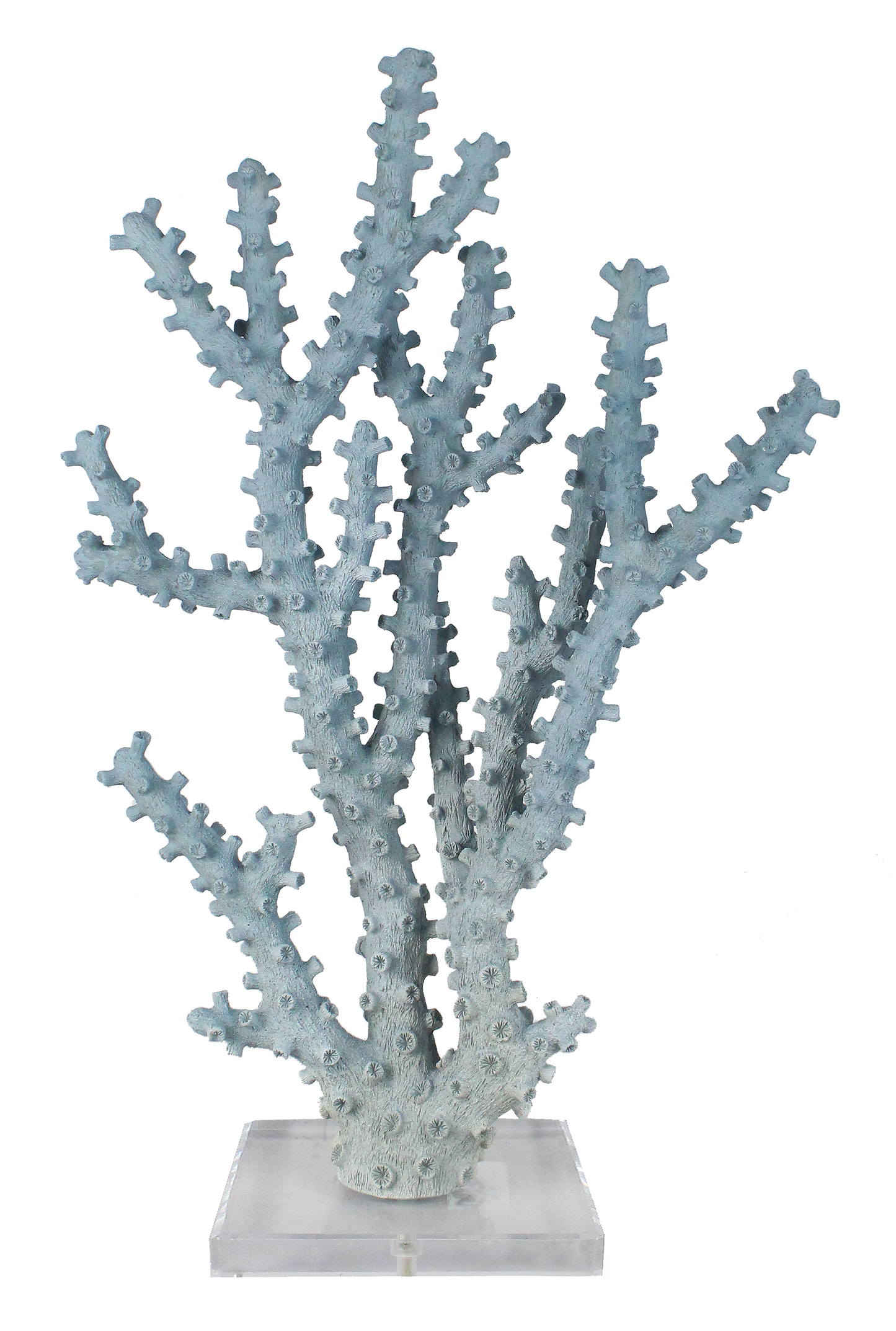 CORAL OLMO