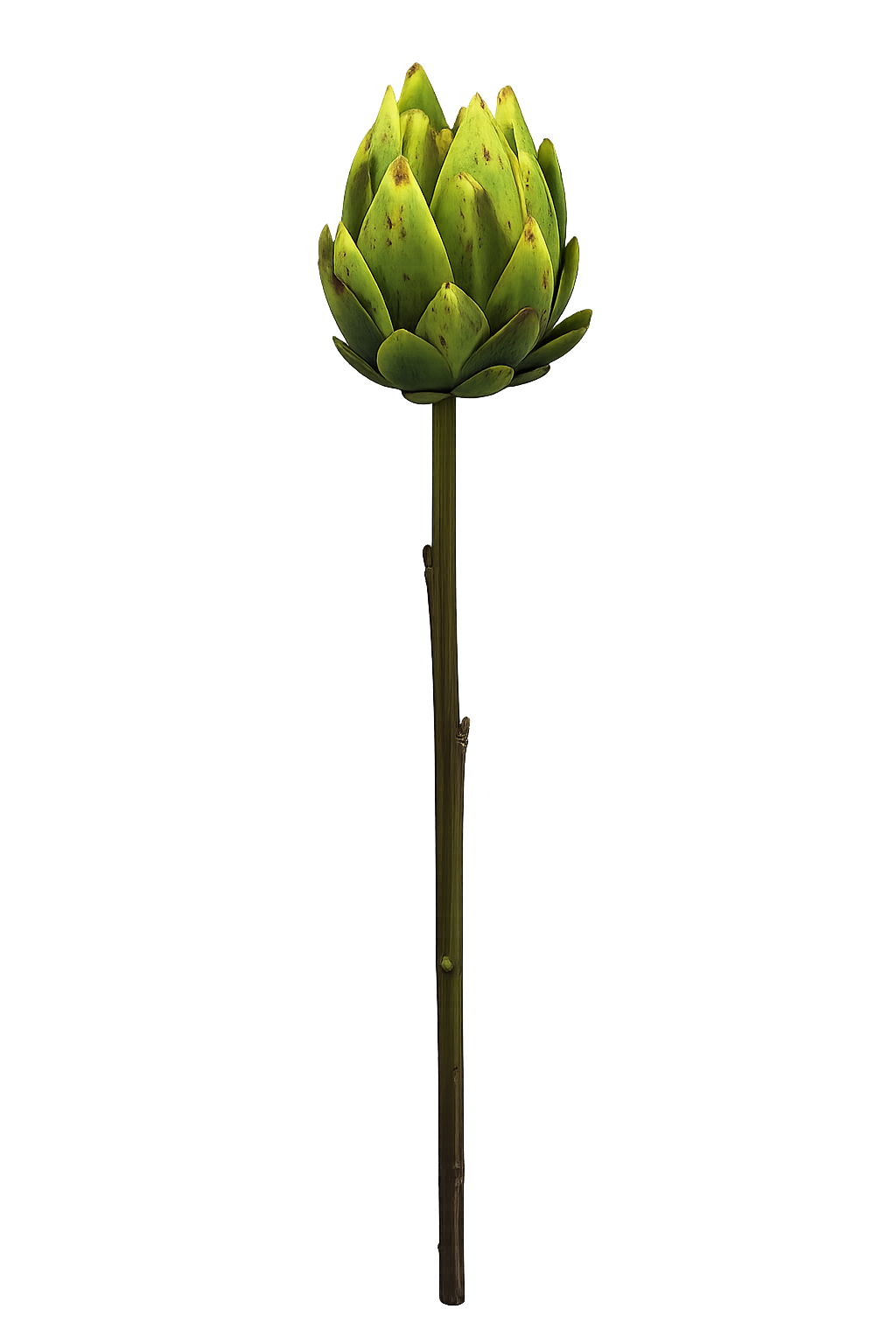FOLLAJE FLOR CYNARA
