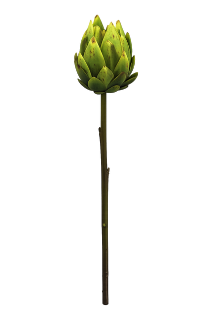 FOLLAJE FLOR CYNARA