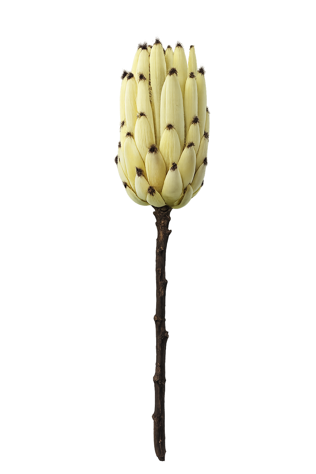 FOLLAJE FLOR PROTEA