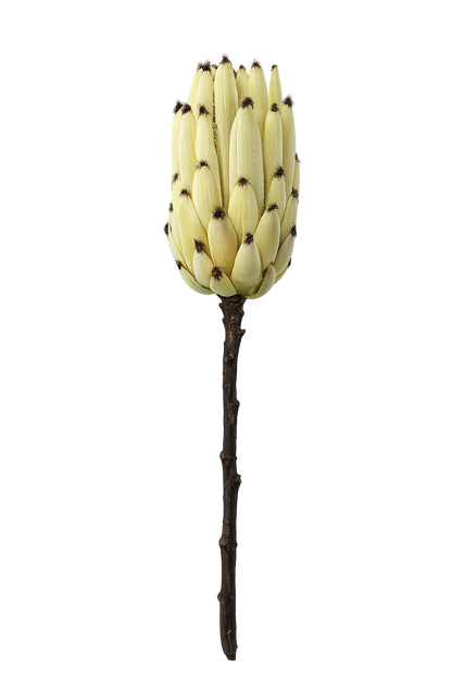 FOLLAJE FLOR PROTEA