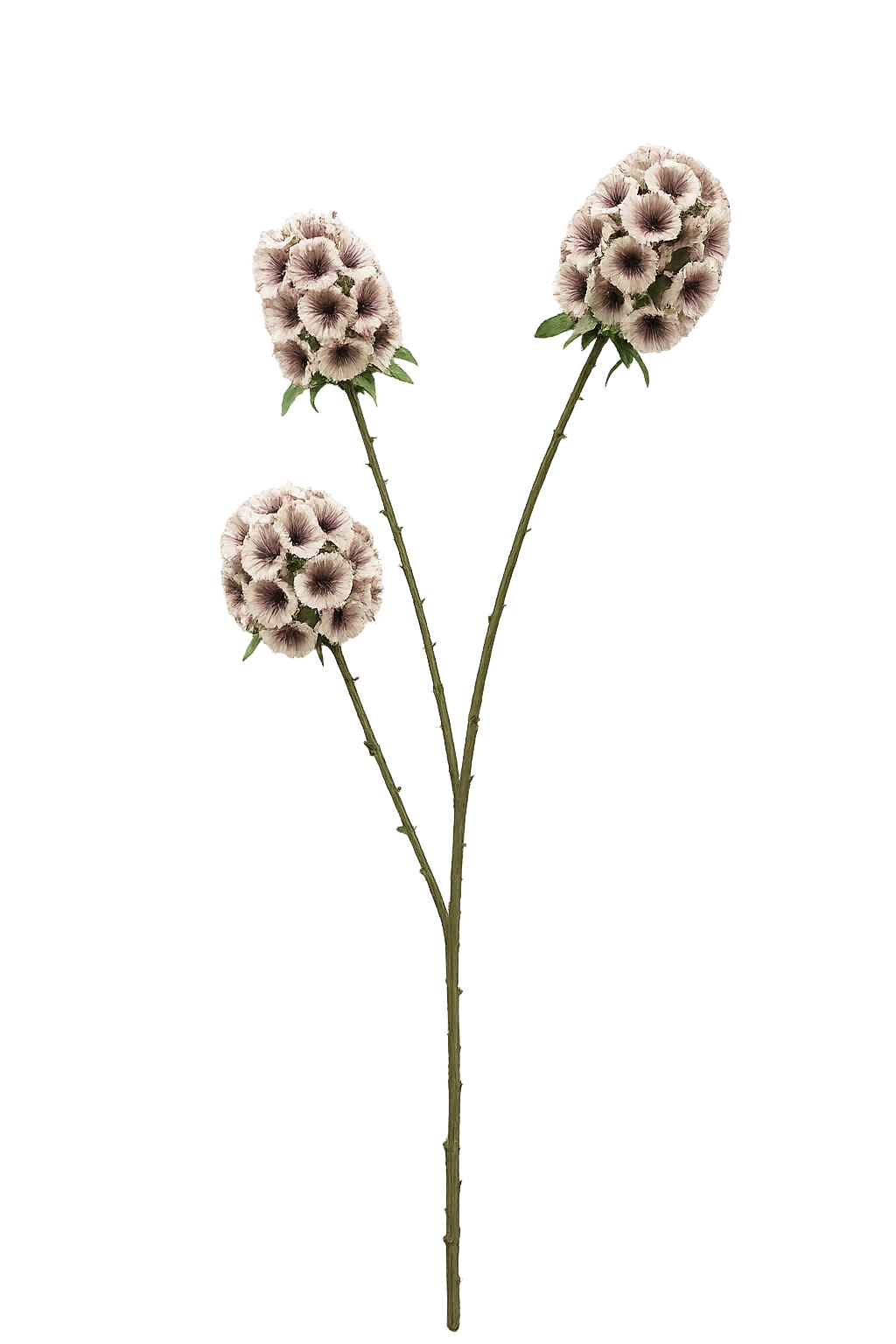 FOLLAJE FLOR SCABIOSA