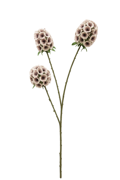 FOLLAJE FLOR SCABIOSA