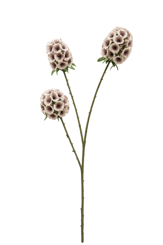 FOLLAJE FLOR SCABIOSA