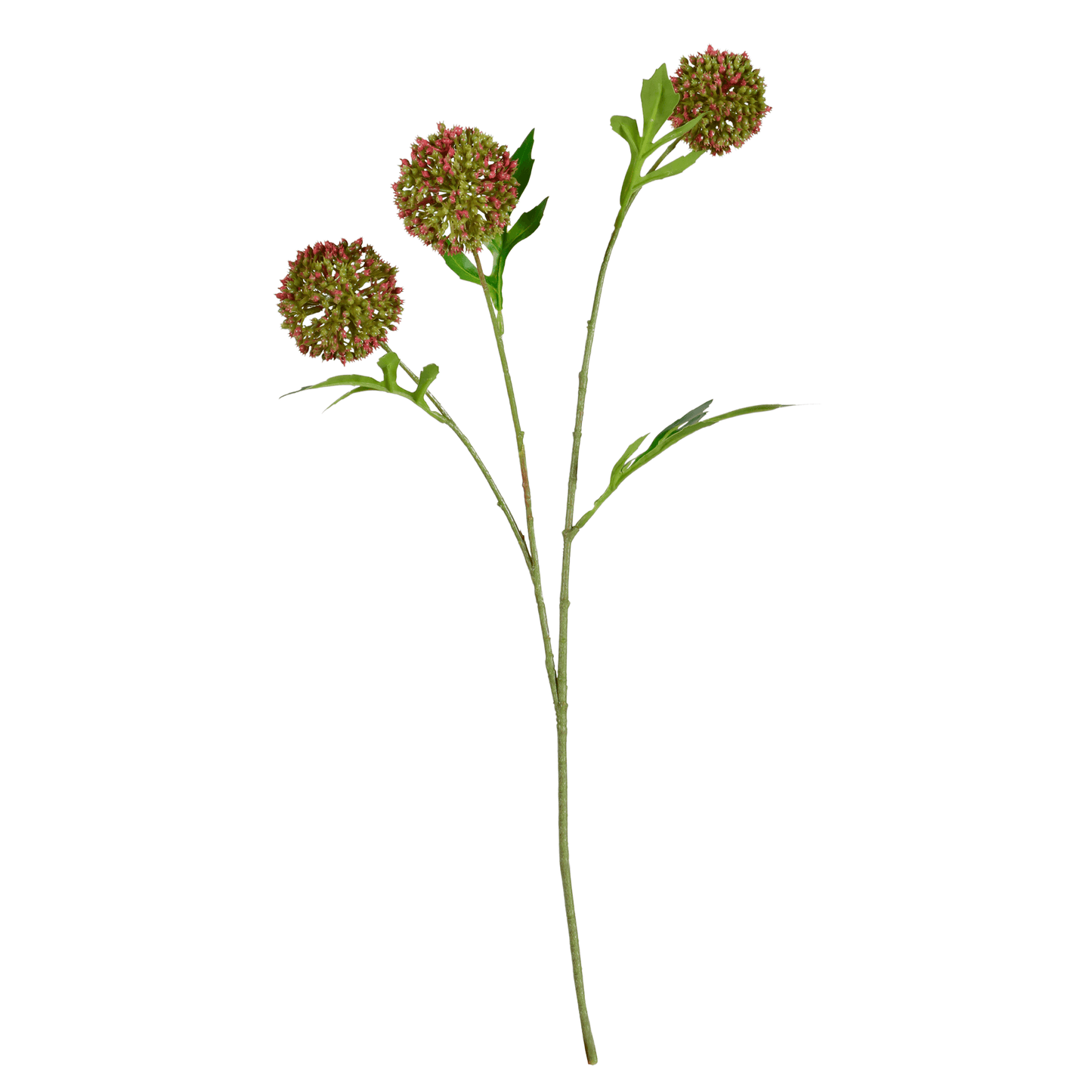 FOLLAJE FLOR DE CEBOLLA