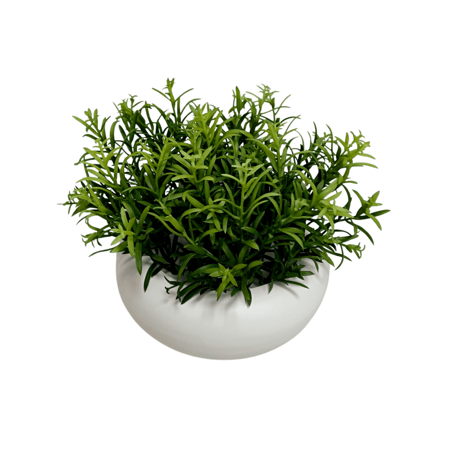MACETA DE SEDUM
