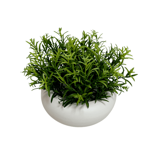 MACETA DE SEDUM