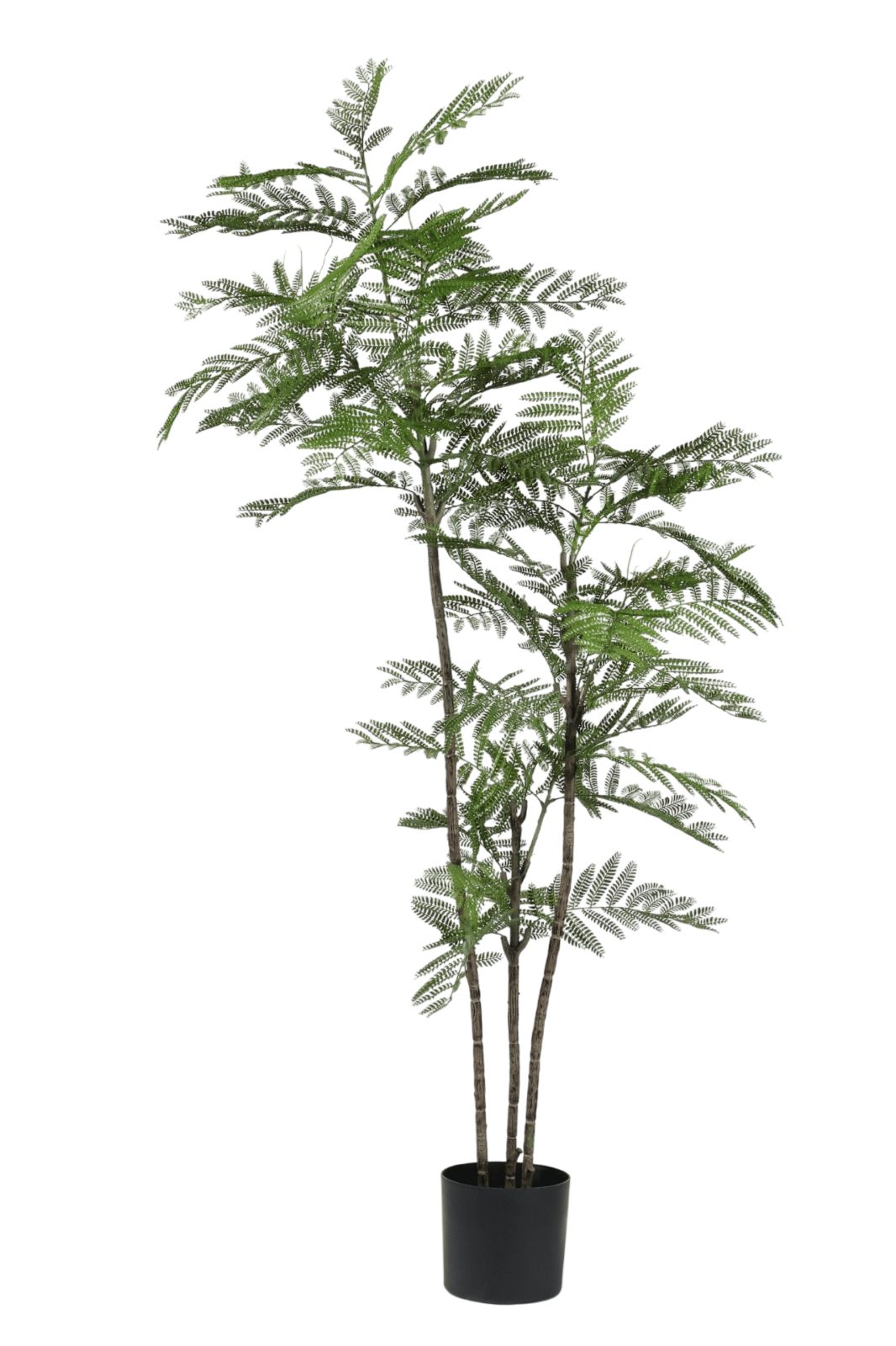 ÁRBOL JACARANDA