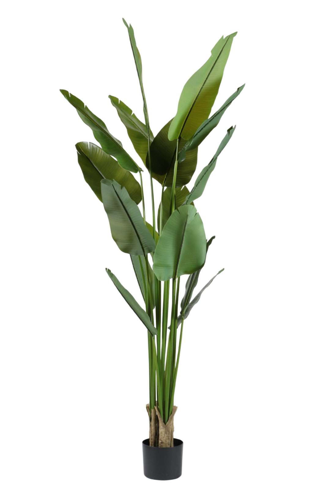 PLANTA NICOLAI PLUS