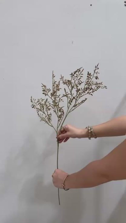 FOLLAJE LOVERGRASS