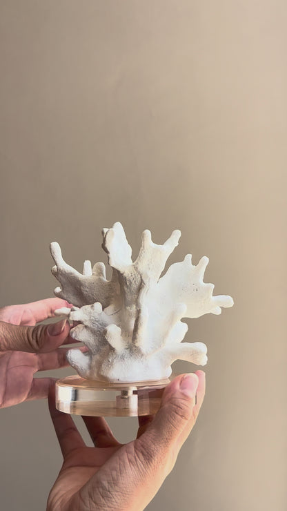 FIGURA ZENAE