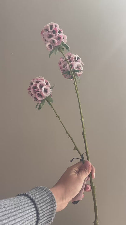 FOLLAJE FLOR SCABIOSA