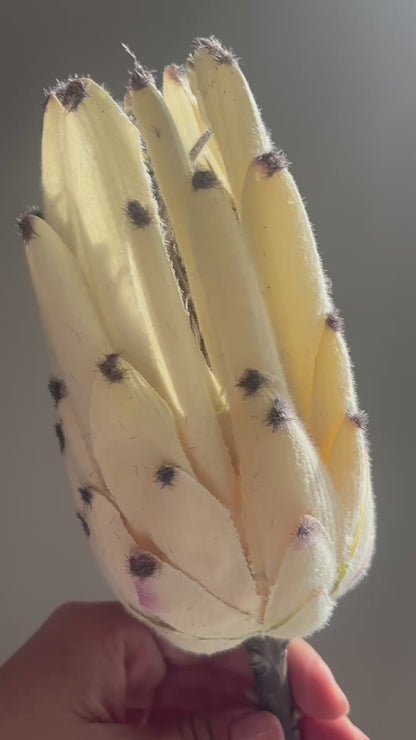 FOLLAJE FLOR PROTEA