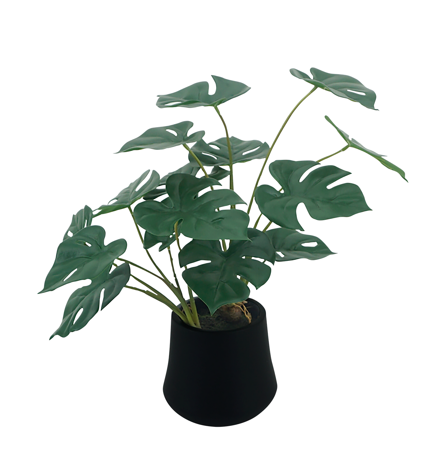 Maceta Monstera