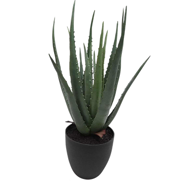 PLANTA DECORATIVA ALOE